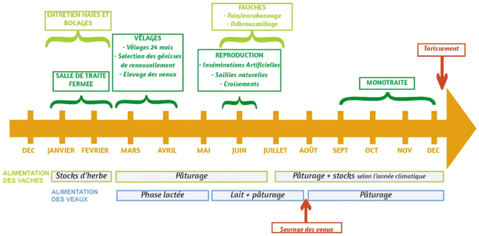 Organisation des vêlages groupés