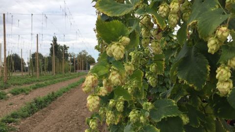 Le houblon est cultivé pour ses fleurs femelles, appelées cônes. (©Terre-net Média)