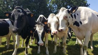 Les progrès de la génomique offrent de nouveaux leviers pour améliorer la production laitière. (©Terre-net Média) Les progrès de la génomique offrent de nouveaux leviers pour améliorer la production laitière. (©Terre-net Média)