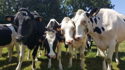 Les progrès de la génomique offrent de nouveaux leviers pour améliorer la production laitière. (©Terre-net Média) Les progrès de la génomique offrent de nouveaux leviers pour améliorer la production laitière. (©Terre-net Média)