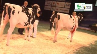 Diamant Moesjamarra (à droite), championne génisse de la Nuit de la Holstein 2015, et sa réserve Hbl Brawler Fey 835 Diamant Moesjamarra (à droite), championne génisse de la Nuit de la Holstein 2015, et sa réserve Hbl Brawler Fey 835