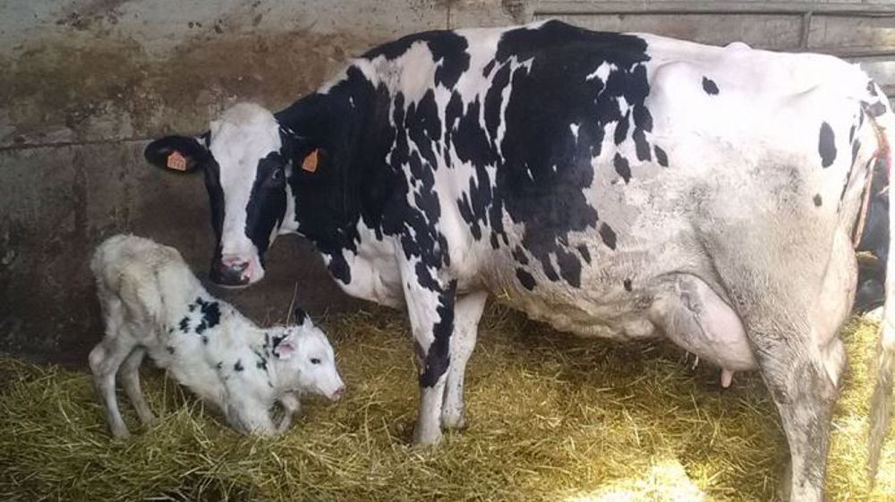 3166Jacint du Gaec Elissetchia (64) : la vache de l'année 2020 !