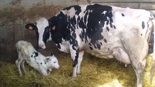 3166Jacint du Gaec Elissetchia (64) : la vache de l'année 2020 ! 3166Jacint du Gaec Elissetchia (64) : la vache de l'année 2020 !