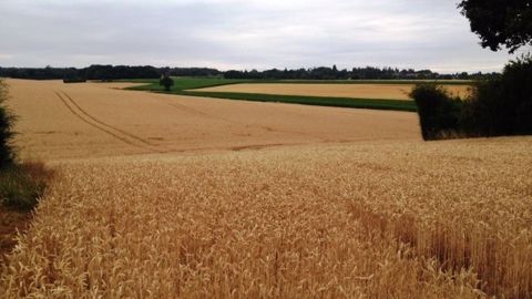 Les ventes à l'étranger de blé ont atteint leur plus haut depuis le début de la campagne en cours, à 795 700 tonnes. (©Terre-net Média)