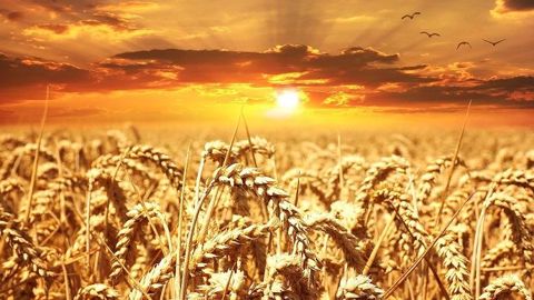 L'Australie produirait 31,2 Mt de blé cette campagne et la Russie, qui a récolté 83 Mt avec un rendement de 3 t/ha, exporterait 40,8 Mt ! (©Pixabay)