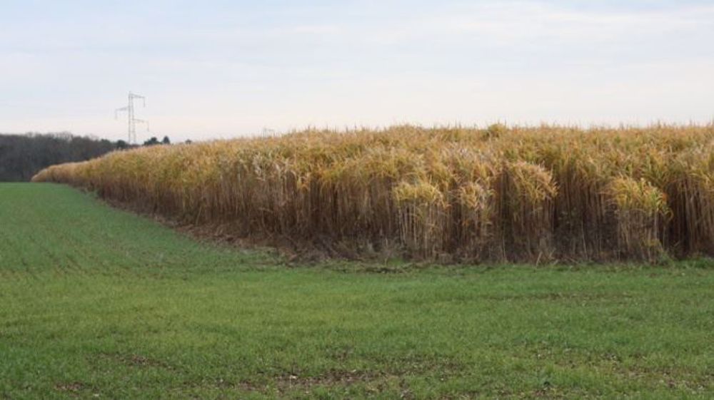 Avec le projet BFF, l'ambition est d'aller vers « des filières de biomasse ligno-cellulosique compétitives et respectueuses de l'environnement ». (©Terre-net Média)