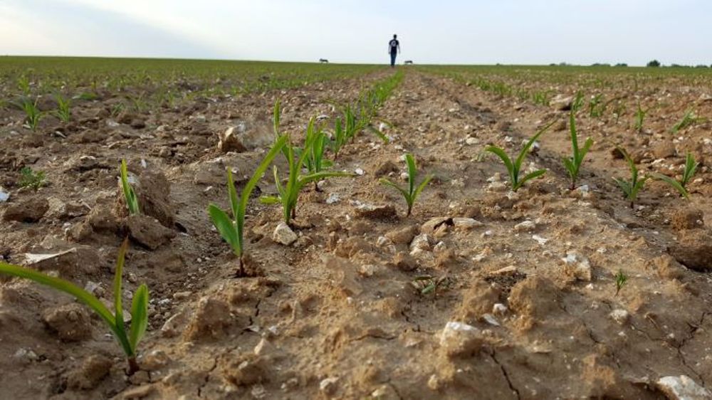 Précocité, productivité, valeurs alimentaires, résistance : ce sont les principaux critères pour choisir ses variétés de maïs fourrage. (©Terre-net Média)