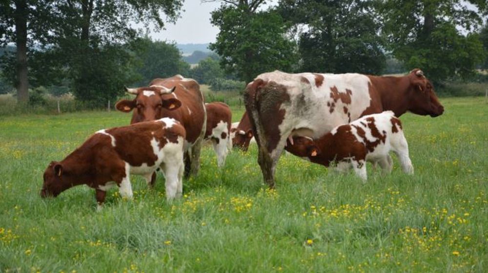 Le nouveau plan protéines, dévoilé le 1er décembre, comporte plusieurs leviers pour développer l'autonomie des élevages. (©Terre-net Média)