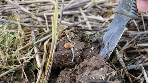  Ce nouvel indicateur combine des paramètres, comme par exemple : taux de matière organique, argile, test de la structure du sol, pH. (©Terre-net Média)