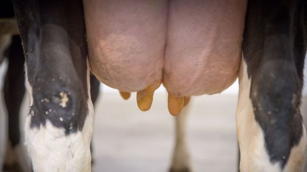 Pour éviter les risques d'infection durant la période de tarissement, la production doit bien diminuer pour passer sous la barre des 15 litres le jour du tarissement. (©CC)