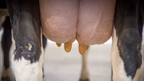 Pour éviter les risques d'infection durant la période de tarissement, la production doit bien diminuer pour passer sous la barre des 15 litres le jour du tarissement. (©CC) Pour éviter les risques d'infection durant la période de tarissement, la production doit bien diminuer pour passer sous la barre des 15 litres le jour du tarissement. (©CC)
