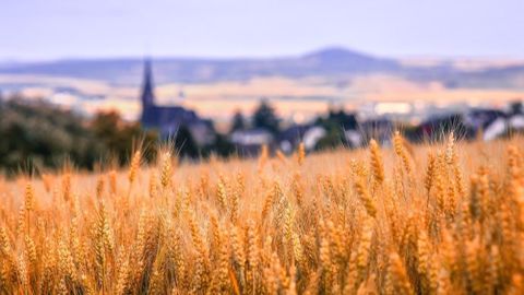 Dans le cadre du blé tendre CRC certifié « sans résidu de pesticides », les meuniers devront verser une prime de 85 €/t aux organismes stockeurs. (©Pixabay)