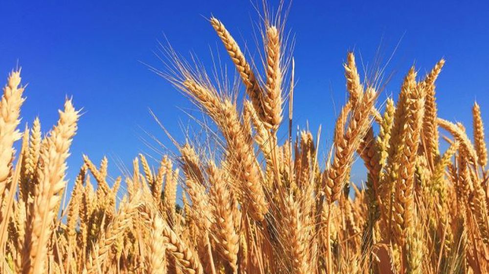 « John Kempf, agronome aux États-Unis, a prouvé qu'en apportant à la culture une nutrition adaptée et un sol vivant, on peut déplafonner les rendements et améliorer la qualité nutritive des récoltes.  », relatent les experts AgroLeague. (©Pixabay)
