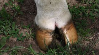 La biotine : utilité zéro pour les vaches ! La biotine : utilité zéro pour les vaches !