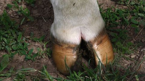 La biotine : utilité zéro pour les vaches ! La biotine : utilité zéro pour les vaches !