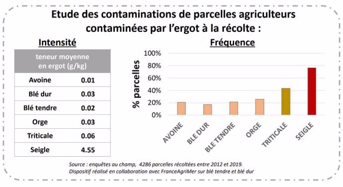 Etude des contaminations de parcelles agriculteurs contaminées par l’ergot à la récolte