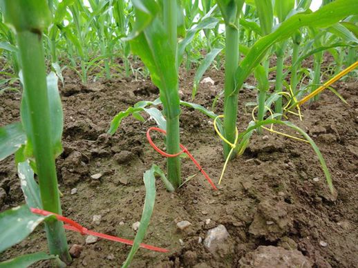 Exemple de suivis et mesures réalisés dans les essais TS biostimulants maïs : suivi stade foliaire, repérage du n° de feuille.