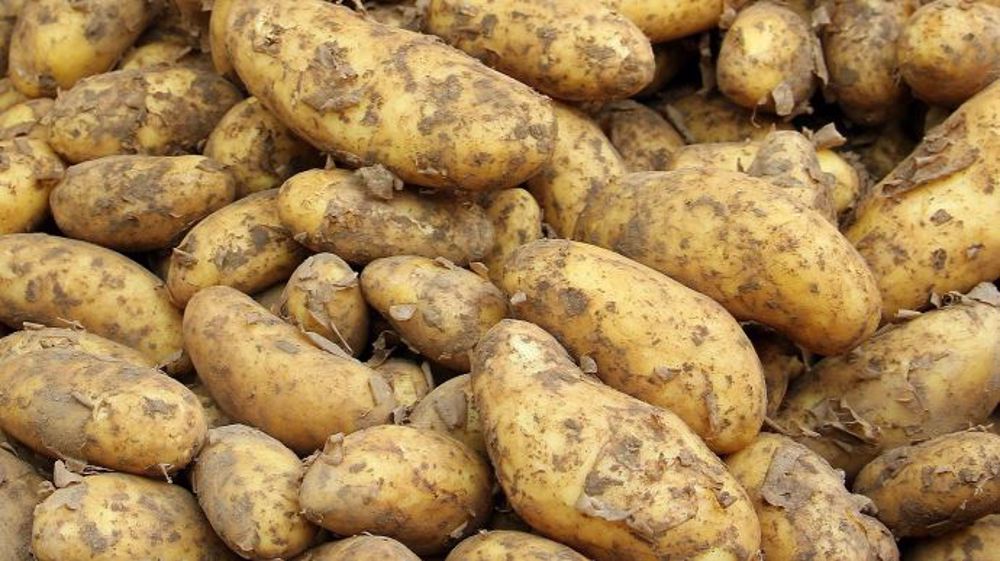 Le marché européen de la pomme de terre fait face à de nombreuses incertitudes, dans un contexte de prix bas. (©Pixabay)