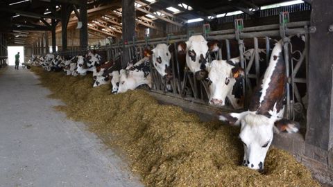 Pour les éleveurs disposant de la ressource localement, les drêches peuvent être intéressantes en ration vaches laitières en remplacement du tourteau de soja. (©Terre-net Média) Pour les éleveurs disposant de la ressource localement, les drêches peuvent être intéressantes en ration vaches laitières en remplacement du tourteau de soja. (©Terre-net Média)