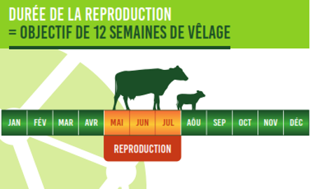 La période de reproduction dure 3 mois pour atteindre l'objectif de 12 semaines de vêlages.