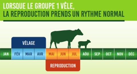 Le premier groupe vêle dans la période souhaitée en 12 semaines.