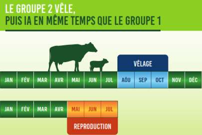 Le deuxième groupe vêle puis les IA se font pour les deux groupes de mai à juillet afin de grouper tous les vêlages à la même période.