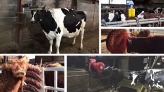 Achetée ou faite-maison : une brosse pour les vaches Achetée ou faite-maison : une brosse pour les vaches
