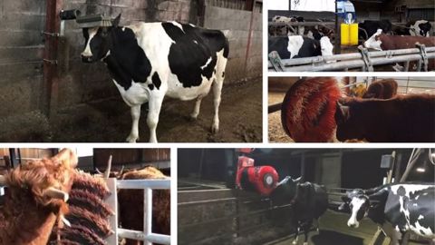 Achetée ou faite-maison : une brosse pour les vaches Achetée ou faite-maison : une brosse pour les vaches