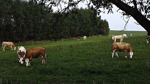Qui contacter pour réaliser un diagnosctic Cap’2ER sur votre exploitation ? Qui contacter pour réaliser un diagnosctic Cap’2ER sur votre exploitation ?