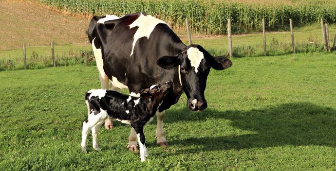 Vache et veau au pâturage Vache et veau au pâturage