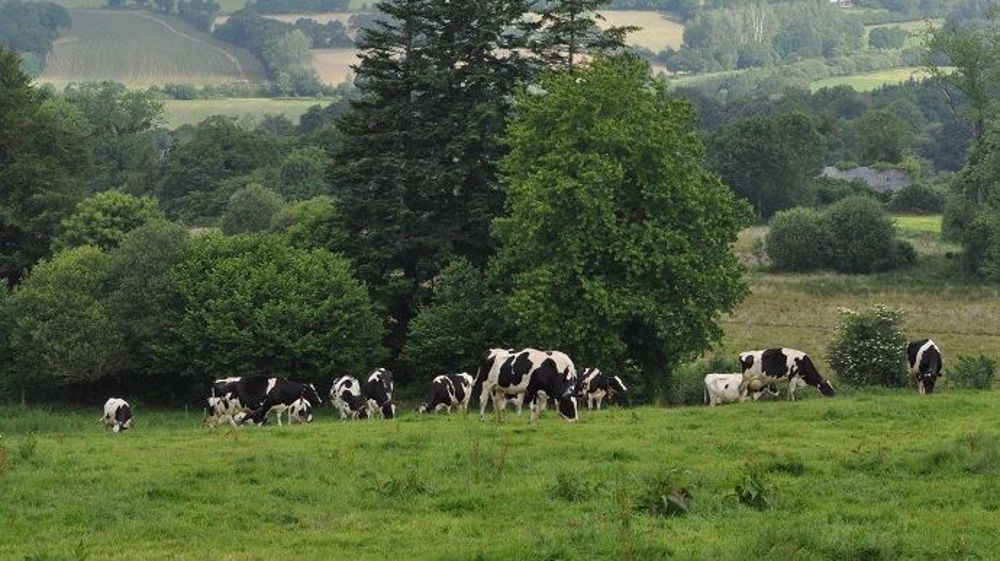 De plus en plus d'éleveurs, bretons notamment, cherchent à être autonomes en fourrage et à faire pâturer leurs vaches le plus possible. (©Terre-net Média) De plus en plus d'éleveurs, bretons notamment, cherchent à être autonomes en fourrage et à faire pâturer leurs vaches le plus possible. (©Terre-net Média)
