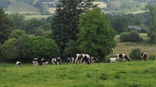 De plus en plus d'éleveurs, bretons notamment, cherchent à être autonomes en fourrage et à faire pâturer leurs vaches le plus possible. (©Terre-net Média) De plus en plus d'éleveurs, bretons notamment, cherchent à être autonomes en fourrage et à faire pâturer leurs vaches le plus possible. (©Terre-net Média)