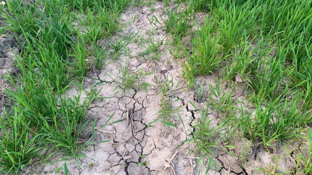 Les réserves hydriques des sols peinent à se reconstituer au sud de la Russie. (©Terre-net Média)