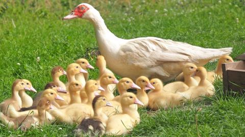 Plus de deux millions d'animaux, essentiellement des canards, ont été abattus depuis décembre. (©Pixabay) Plus de deux millions d'animaux, essentiellement des canards, ont été abattus depuis décembre. (©Pixabay)