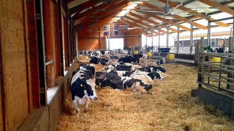 Le bâtiment doit répondre aux besoins du troupeau et notamment à son confort thermique l'été. (©Terre-net Média) Le bâtiment doit répondre aux besoins du troupeau et notamment à son confort thermique l'été. (©Terre-net Média)