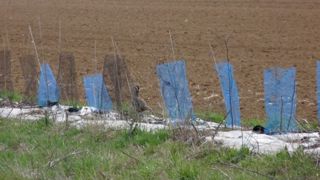 Un outil économique pour valoriser la gestion des haies par les agriculteurs Un outil économique pour valoriser la gestion des haies par les agriculteurs