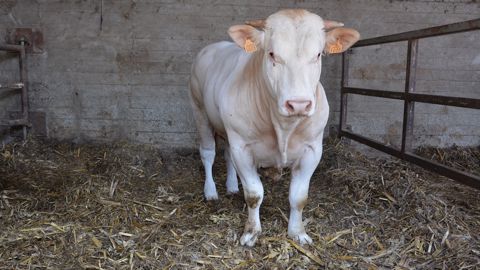 Les boiteries doivent être aussi bien gérées en lait qu'en viande. Un animal boiteux sera moins bien vendu, même en engraissement. (©Terre-net Média) Les boiteries doivent être aussi bien gérées en lait qu'en viande. Un animal boiteux sera moins bien vendu, même en engraissement. (©Terre-net Média)