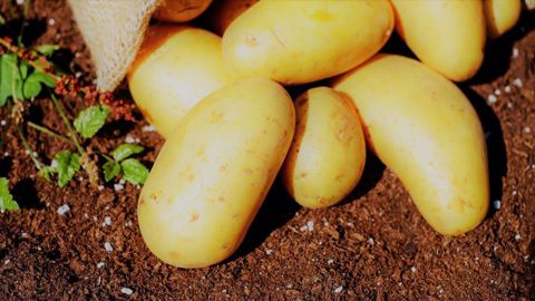 Les exportations de pommes de terre ont poursuivi leur baisse en décembre 2020. (©Pixabay)