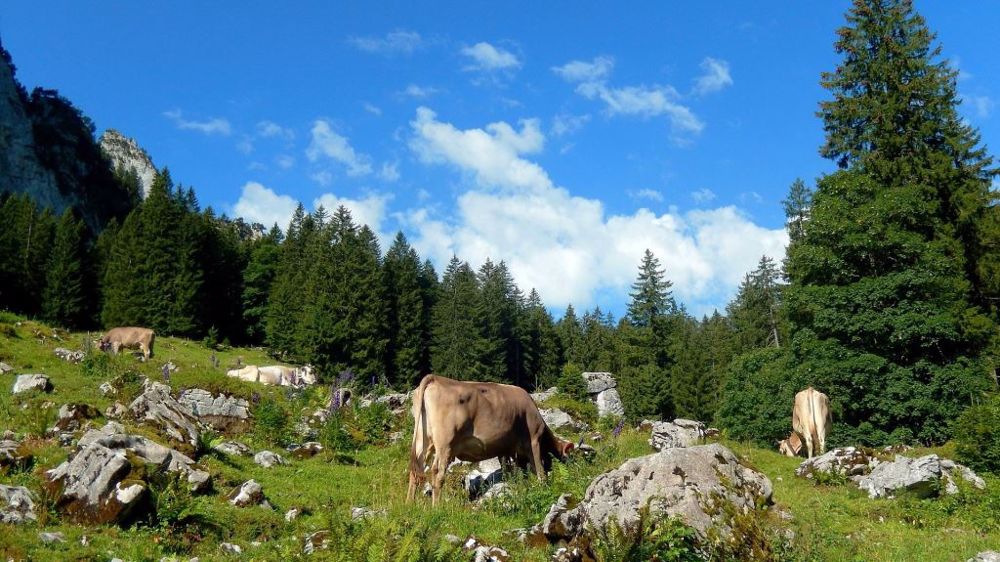 47 parlementaires ont lancé un appel à soutenir l'élevage de montagne dans la future Pac, le 17 février. (©Pixabay)