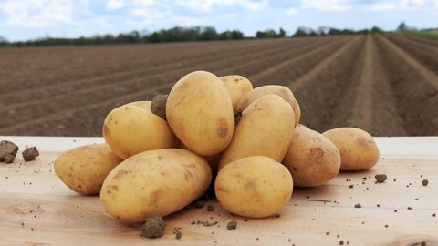 Défanage des pommes de terre sans diquat ni glufosinate