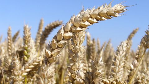 Pour 2021, l'USDA prévoit une production de maïs proche de la récolte 2020 mais des stocks de soja relativement faibles. (©Terre-net Média)
