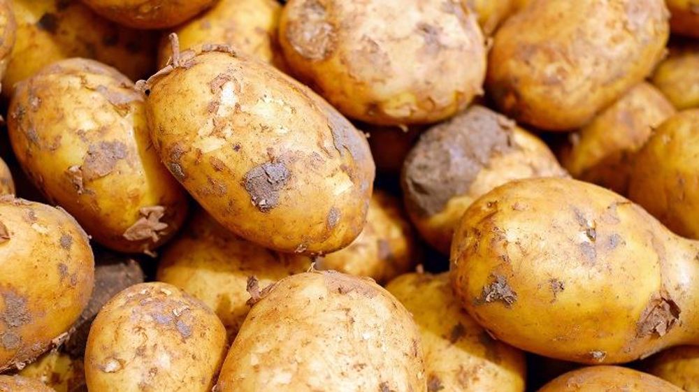 La LMR-t de 0,4 mg/kg pour le CIPC entrera en vigueur dès le 2 septembre 2021. (©Pixabay)