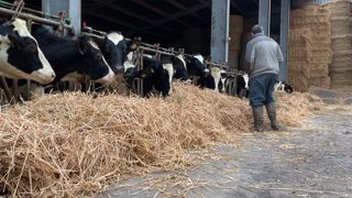 Déléguer certaines tâches dans les champs comme dans l'élevage peut permettre de diminuer son temps de travail. (©Terre-net Média) Déléguer certaines tâches dans les champs comme dans l'élevage peut permettre de diminuer son temps de travail. (©Terre-net Média)