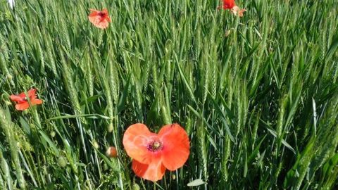 Vous êtes agriculteur bio et volontaire pour engager une parcelle dans ce projet, n'hésitez pas à contacter Quentin Girard (<a href="mailto:q.girard@arvalis.fr">q.girard@arvalis.fr</a>).(©Terre-net Média)