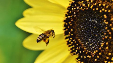 L'arrêté "abeille" du plan pollinisateurs devrait être soumis fin mars à la consultation publique. (©Pixabay)