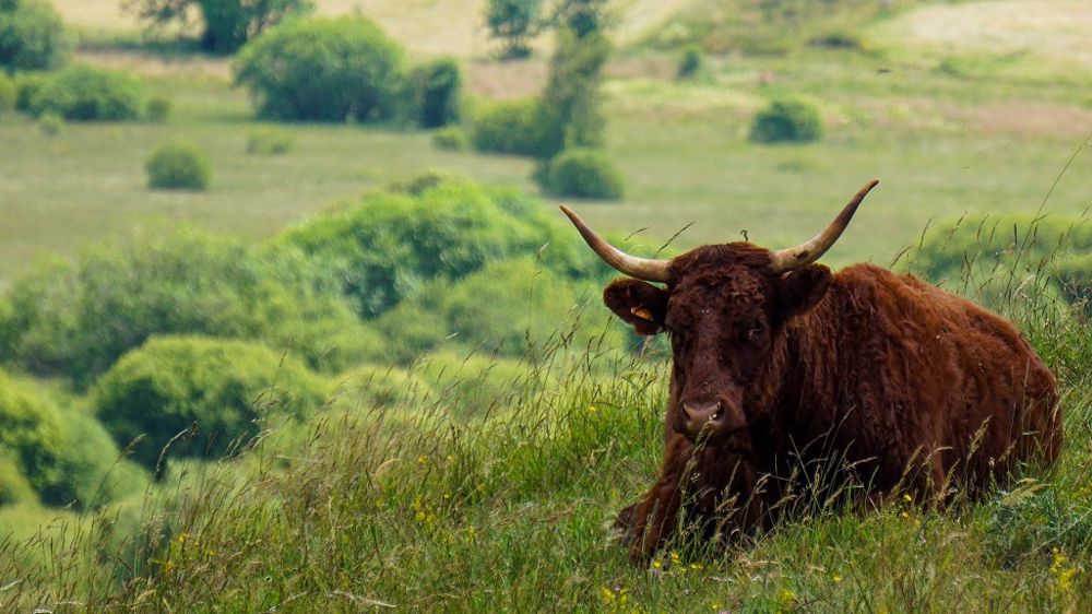  À cause des dégâts de campagnols, les vaches broutent non pas de l'herbe comme sur cette photo, mais de la terre ! (©Pixabey)