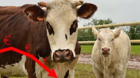 Dans tous les systèmes d'élevage bovins laitiers et allaitants, les revenus sont à la baisse sur 2020. (©Terre-net Média) Dans tous les systèmes d'élevage bovins laitiers et allaitants, les revenus sont à la baisse sur 2020. (©Terre-net Média)
