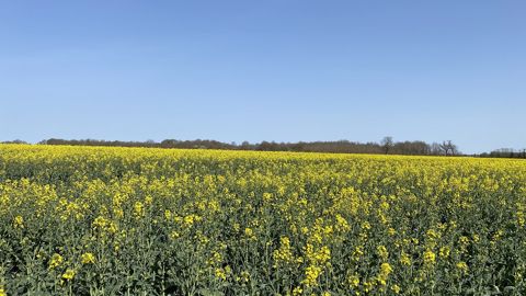« Comment maintenir la culture du colza dans les bassins versants ? »