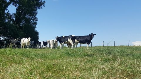 Pour la FNPL, les premières propositions du ministre dans le cadre de la future Pac sont positive pour les éleveurs laitiers (©Terre-net Média) Pour la FNPL, les premières propositions du ministre dans le cadre de la future Pac sont positive pour les éleveurs laitiers (©Terre-net Média)