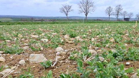 Selon Terres Inovia, le contexte peu humide pourrait limiter les dégâts de gel sur protéagineux. (©Terres Inovia)